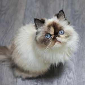 Isabel a stunning adult Persian with mesmerizing blue eyes is more than just a pretty face Weighi