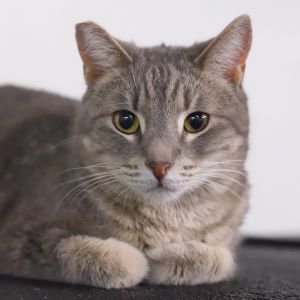 Cheery Domestic Short Hair Cat