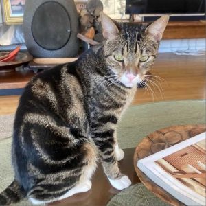 Mr Socks will greet you right away and then play hide and seek with a few playf