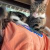 Mr. Socks photo 2