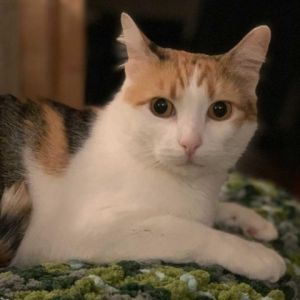 Callie is a beautiful calico with lovely golden eyes She is very sweet and loves attention At firs