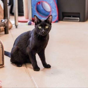 Alani was brought to Kitten Rescue after her former person abandoned her with a 