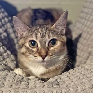 Calamarata is a very sweet girl who is a classic cats cat she is a bit timid w