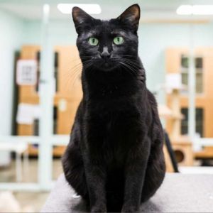 Rugsy is a striking black feline with a personality as bold as her name Rugsy has no tail which cau