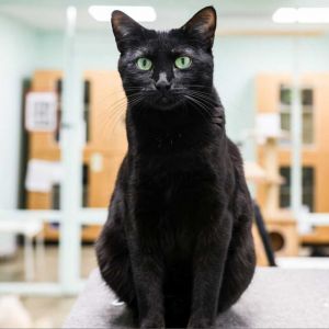 Rugsy is a striking black feline with a personality as bold as her name Rugsy h
