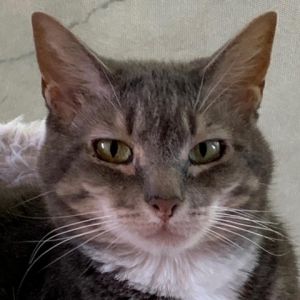 Meet sweet Alice If you are looking for a low key type of cat companion then A