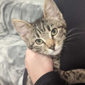 Bambi is an extremely sweet kitten looking for her forever home While shy around new people with a 