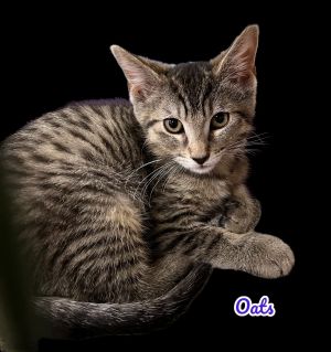 Oats Tabby Cat