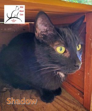 Shadow, Young Male Domestic Short Hair