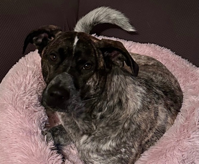 Fritz, an adoptable Australian Cattle Dog / Blue Heeler, Australian Shepherd in Thompson Falls, MT, 59873 | Photo Image 1