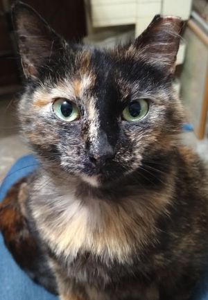 MEET BEAUTIFUL CALICO LILY a very intelligent and inquisitive short-haired tort