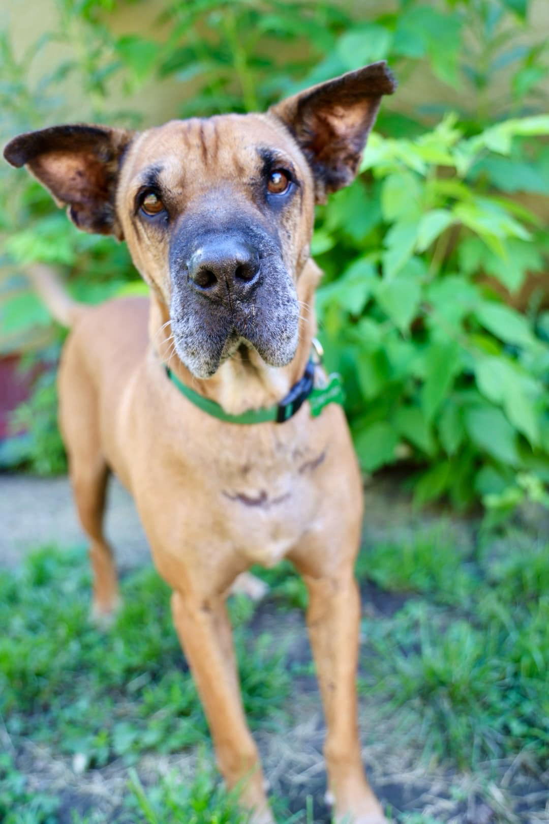 Denver, an adoptable Shar-Pei, Labrador Retriever in Duluth, MN, 55807 | Photo Image 1