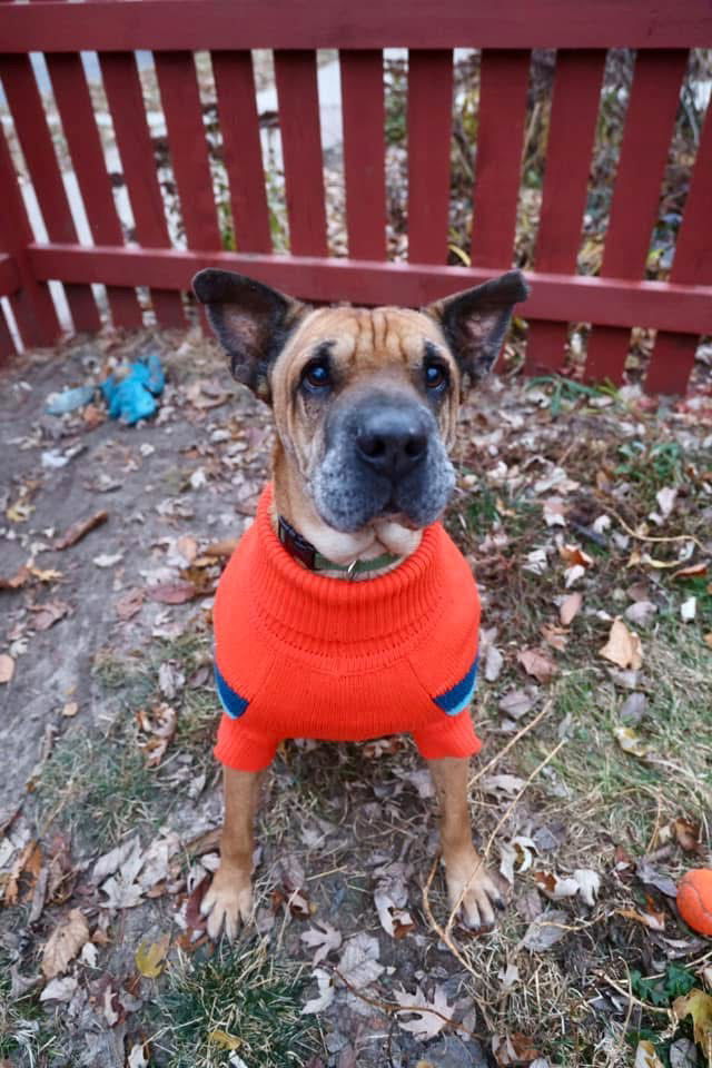 Denver, an adoptable Shar-Pei, Labrador Retriever in Duluth, MN, 55807 | Photo Image 1
