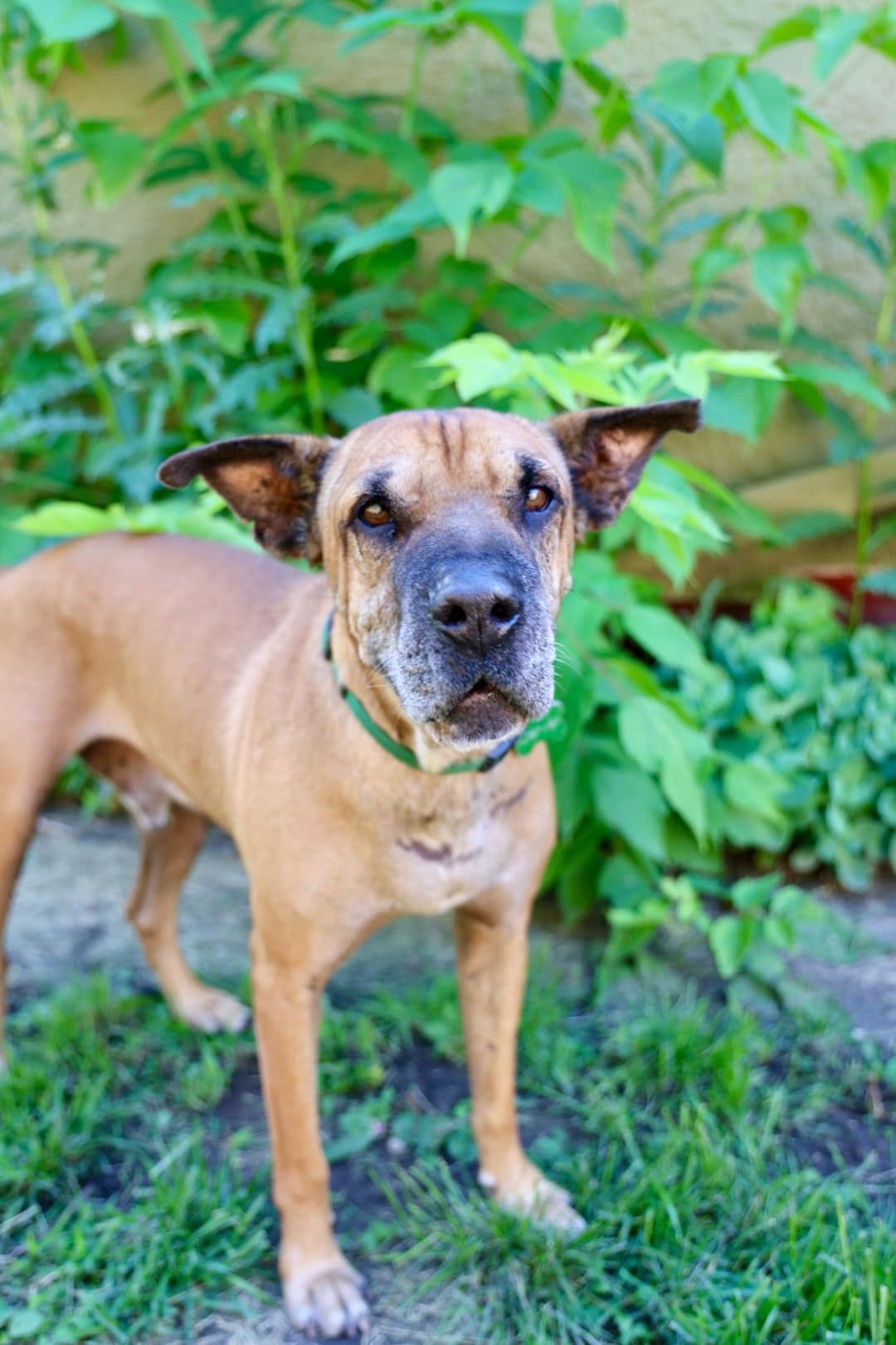 Denver, an adoptable Shar-Pei, Labrador Retriever in Duluth, MN, 55807 | Photo Image 2