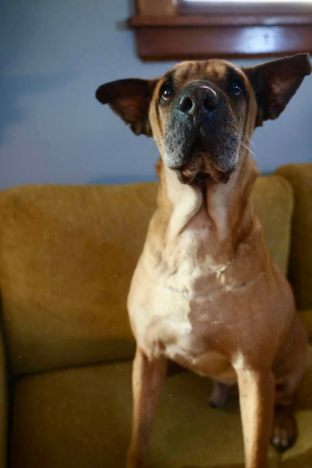 Denver, an adoptable Shar-Pei, Labrador Retriever in Duluth, MN, 55807 | Photo Image 2