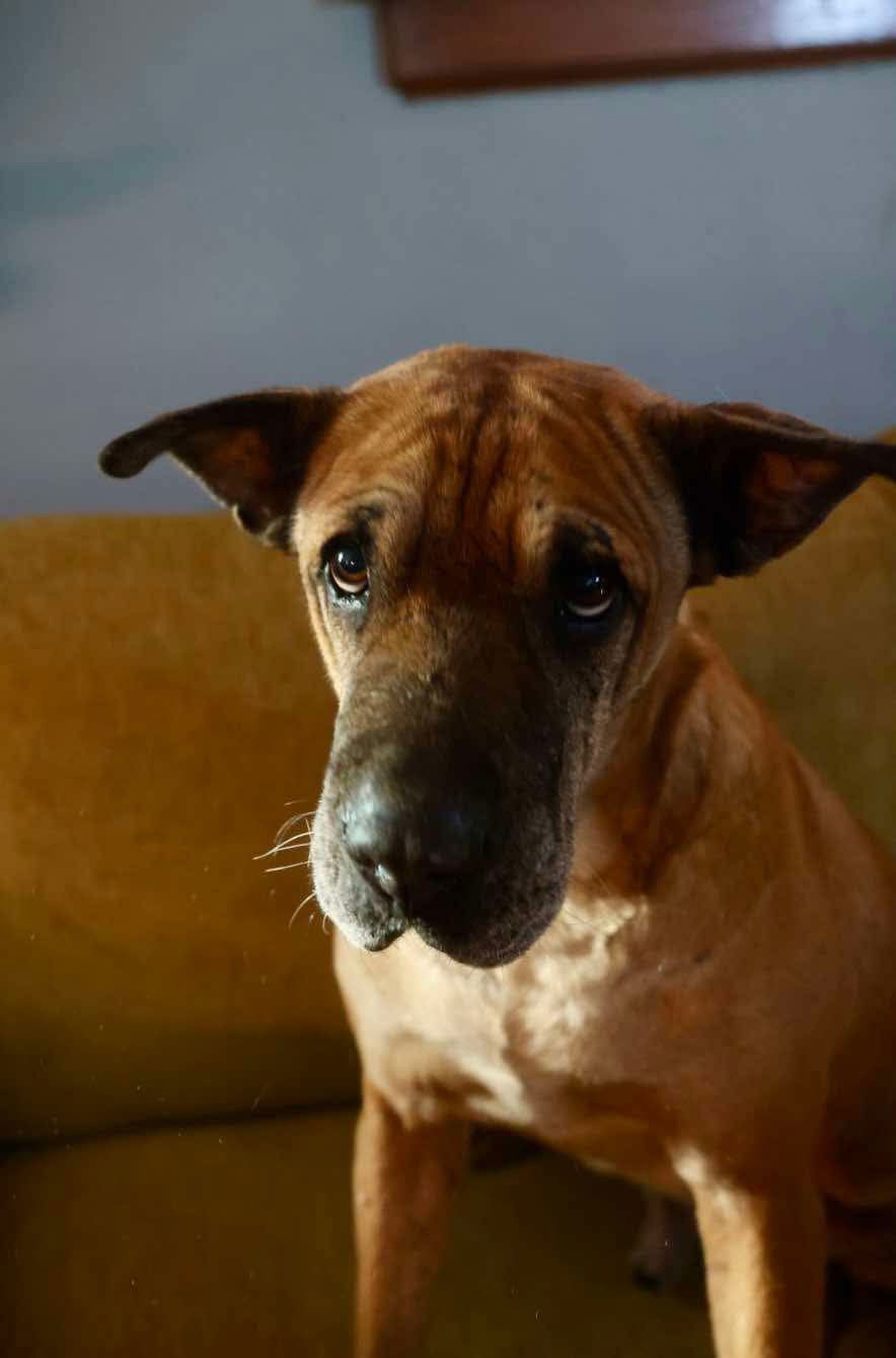 Denver, an adoptable Shar-Pei, Labrador Retriever in Duluth, MN, 55807 | Photo Image 3
