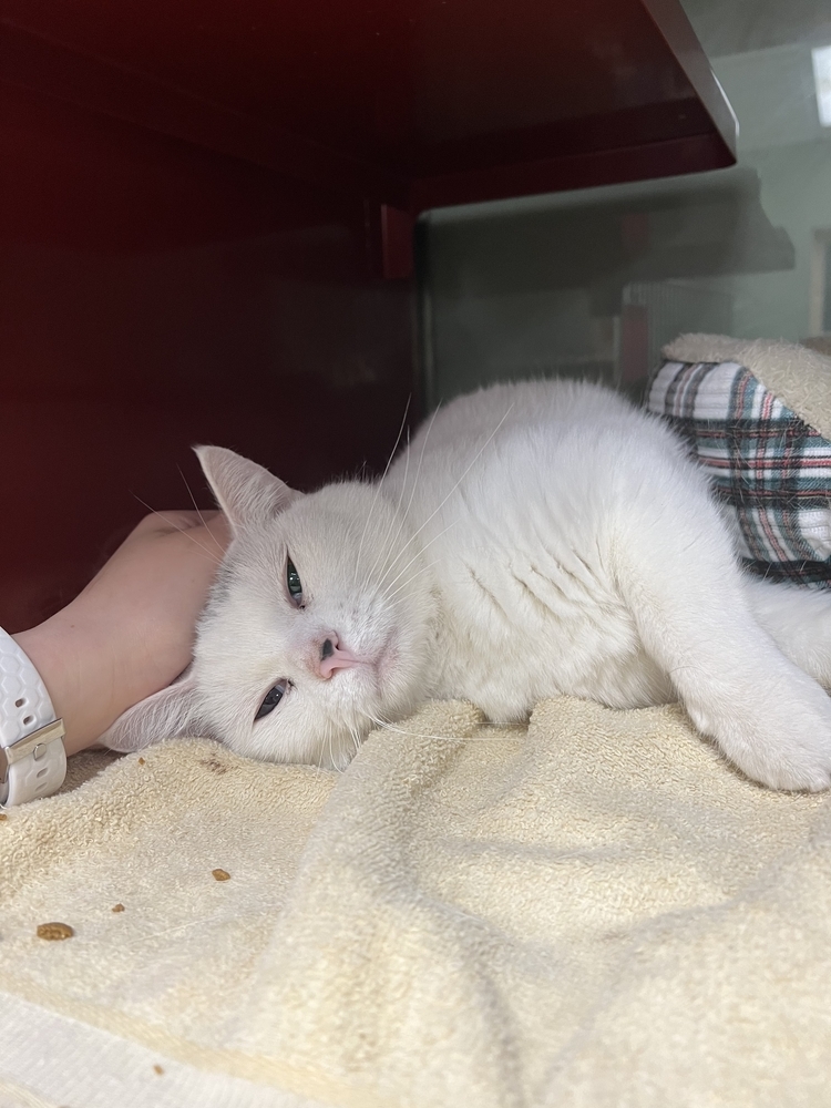 Garage, an adoptable Domestic Short Hair in Houghton, MI, 49931 | Photo Image 1