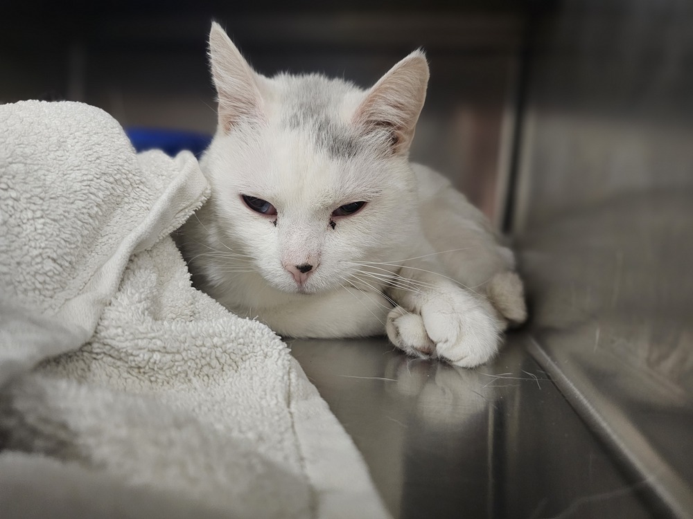 Garage, an adoptable Domestic Short Hair in Houghton, MI, 49931 | Photo Image 3