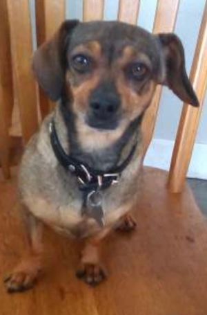 Sweet little Chocolate is only 7 years old and a mini at 118 pounds This darling Chiweenie just w