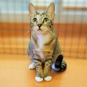 Hello Im Mama I am a 1 year old spayed female small sized domestic shorthair kitty looking for