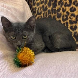 Chef is a sweet friendly and active young kitten He will run to greet you at the door when you