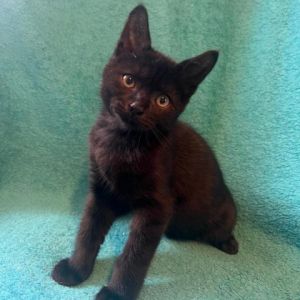 Gabriel is a sweet kitten that loves to be held and pet He will provide you will hours of fun