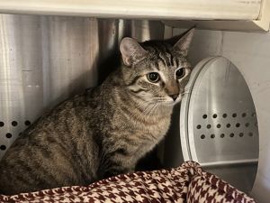 Meet Selina Selina is a sweet and shy cat who prefers the quiet comfort of her own space but has