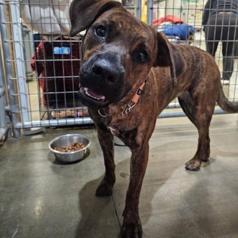 Punky, an adoptable American Bulldog in Bismarck, ND, 58507 | Photo Image 4