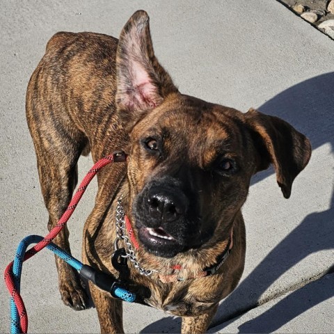 Punky, an adoptable American Bulldog in Bismarck, ND, 58507 | Photo Image 5