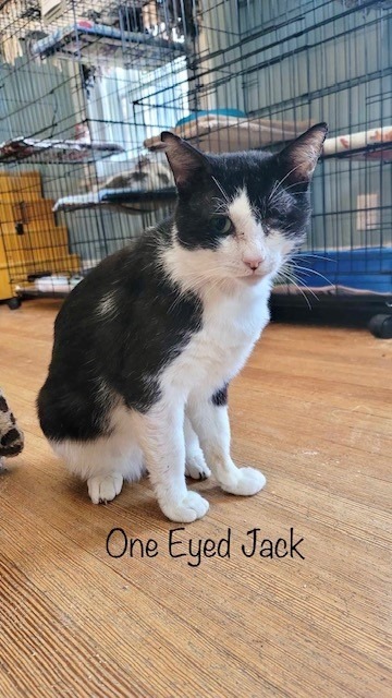 One Eyed Jack, an adoptable Domestic Short Hair in El Dorado, AR, 71730 | Photo Image 1