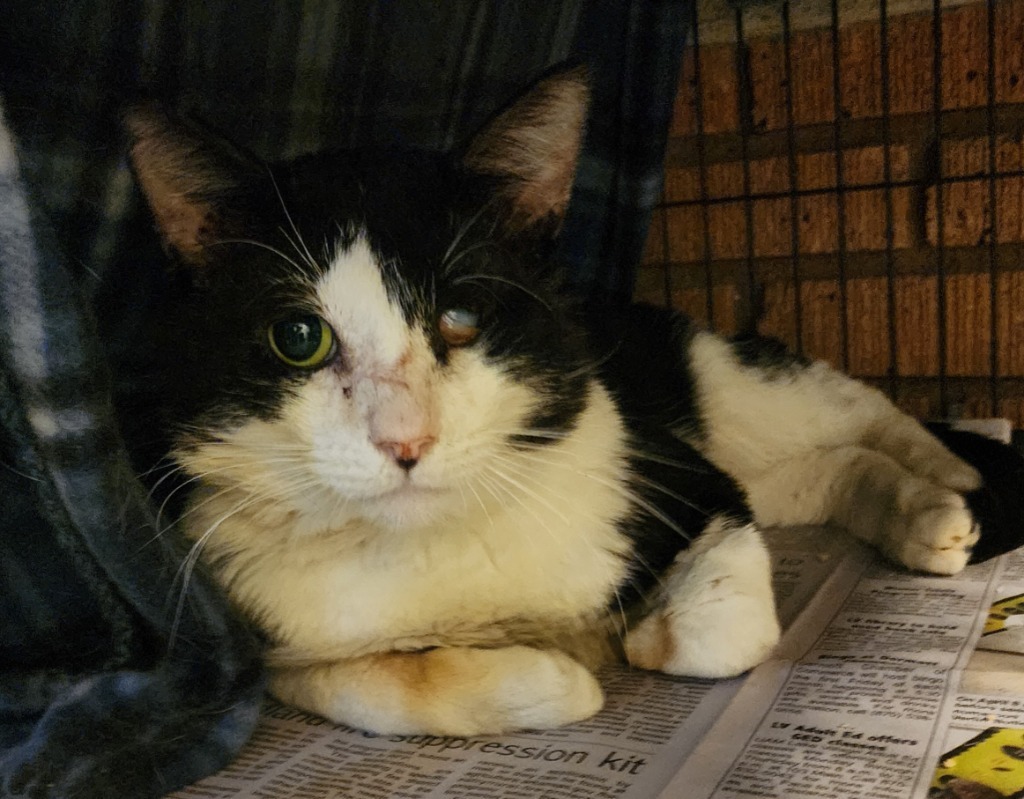 One Eyed Jack, an adoptable Domestic Short Hair in El Dorado, AR, 71730 | Photo Image 2