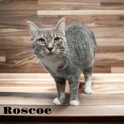 Roscoe 1