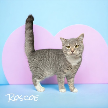 Roscoe 2