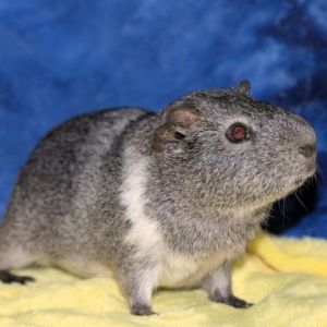 Im Licorice a 1 year old American male guinea pig who was rescued by some Good