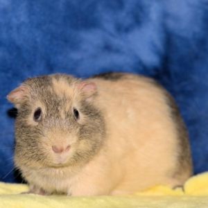 Im Butterscotch a 1 year old American male guinea pig who was rescued by some Good Samaritans afte