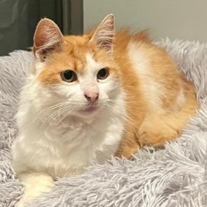 Meet Little Nicky a charming 7-year-old orange and white male cat with a beautiful fluffy coat Lit