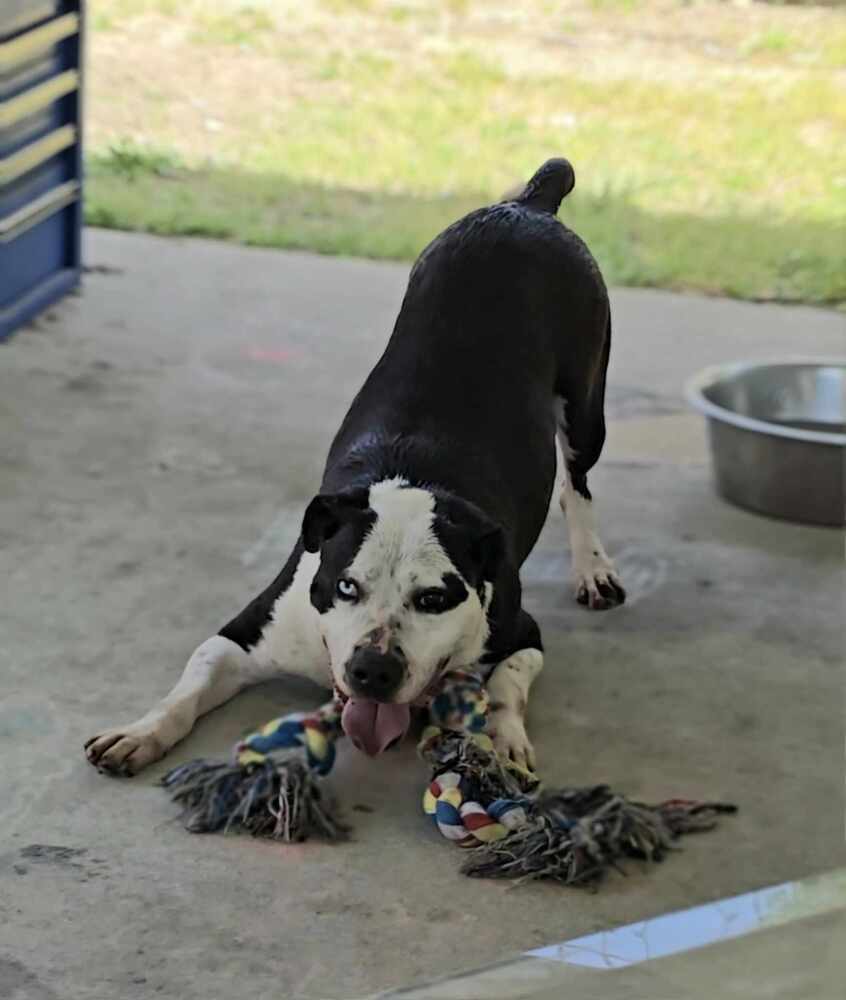 Romeo, an adoptable Labrador Retriever, Husky in Wendell, NC, 27591 | Photo Image 1