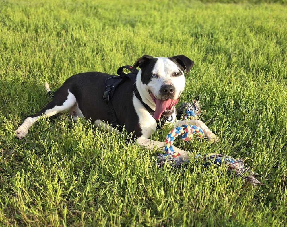 Romeo, an adoptable Labrador Retriever, Husky in Wendell, NC, 27591 | Photo Image 2