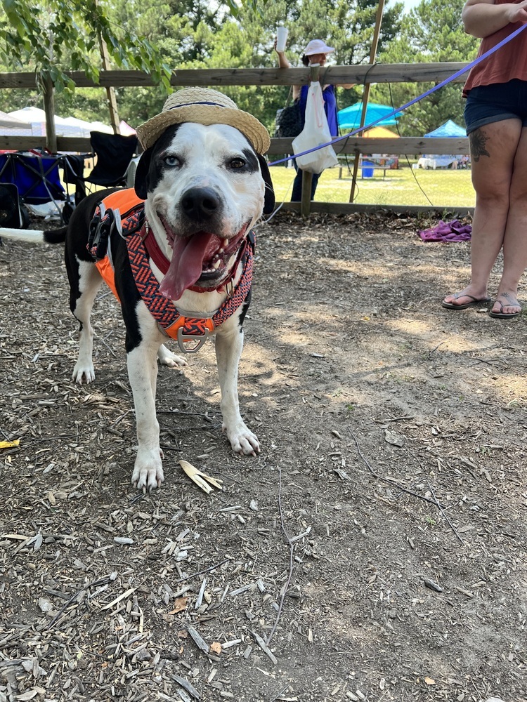 Romeo, an adoptable Labrador Retriever, Husky in Wendell, NC, 27591 | Photo Image 3