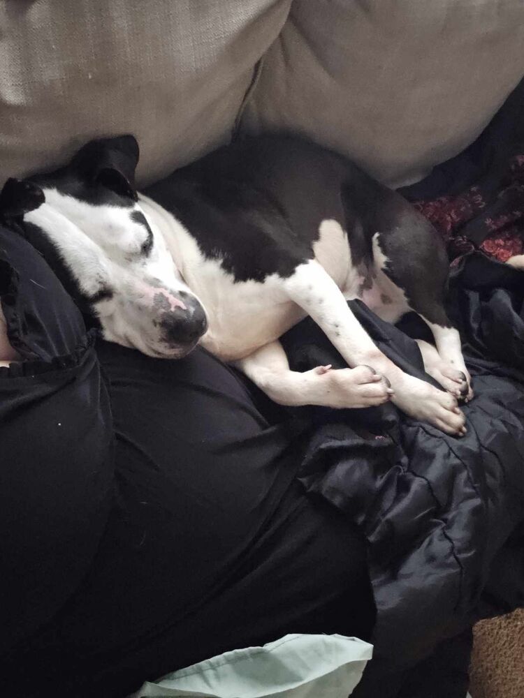 Romeo, an adoptable Labrador Retriever, Husky in Wendell, NC, 27591 | Photo Image 4