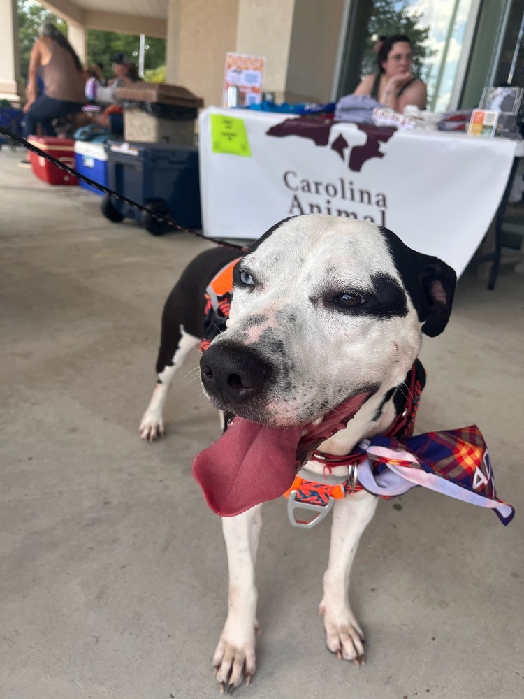 Romeo, an adoptable Labrador Retriever, Husky in Wendell, NC, 27591 | Photo Image 5