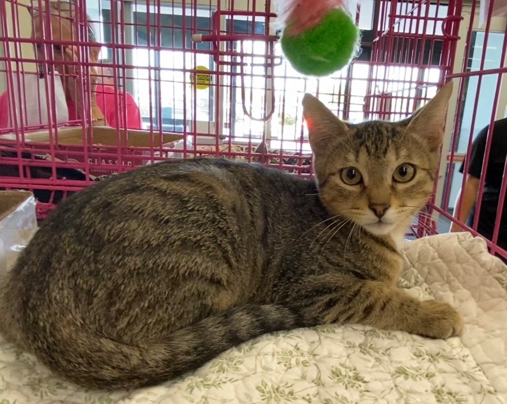 Dill, an adoptable Domestic Short Hair in Gorham, ME, 04038 | Photo Image 1