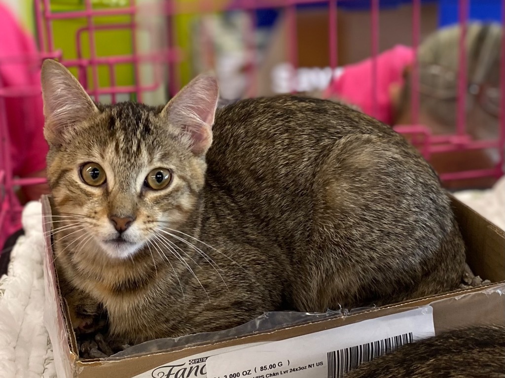 Fennel, an adoptable Domestic Short Hair in Gorham, ME, 04038 | Photo Image 1