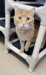 Alf, an adoptable Domestic Short Hair in Oskaloosa, IA, 52577 | Photo Image 1