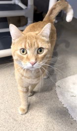 Alf, an adoptable Domestic Short Hair in Oskaloosa, IA, 52577 | Photo Image 2