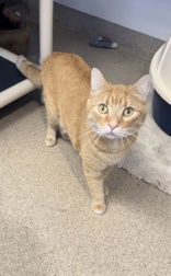 Alf, an adoptable Domestic Short Hair in Oskaloosa, IA, 52577 | Photo Image 3