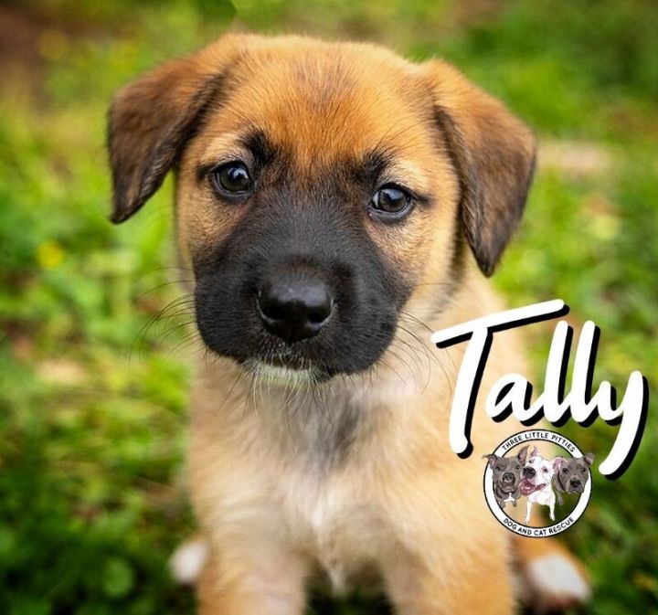 Tally New Caney 1