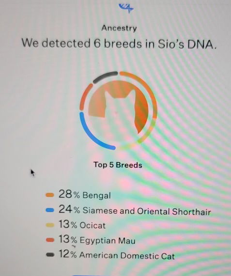 Sio (Napa HM), an adoptable Oriental Short Hair, Bengal in Vacaville, CA, 95687 | Photo Image 2