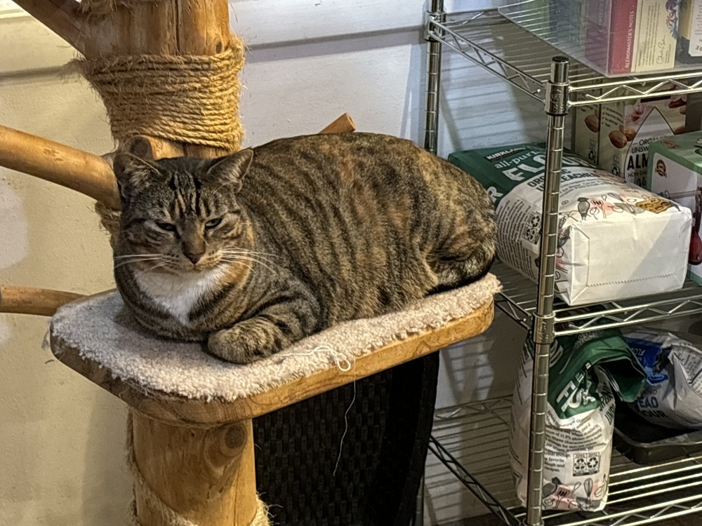 Feta, an adoptable Domestic Short Hair in Lafayette, CO, 80026 | Photo Image 3