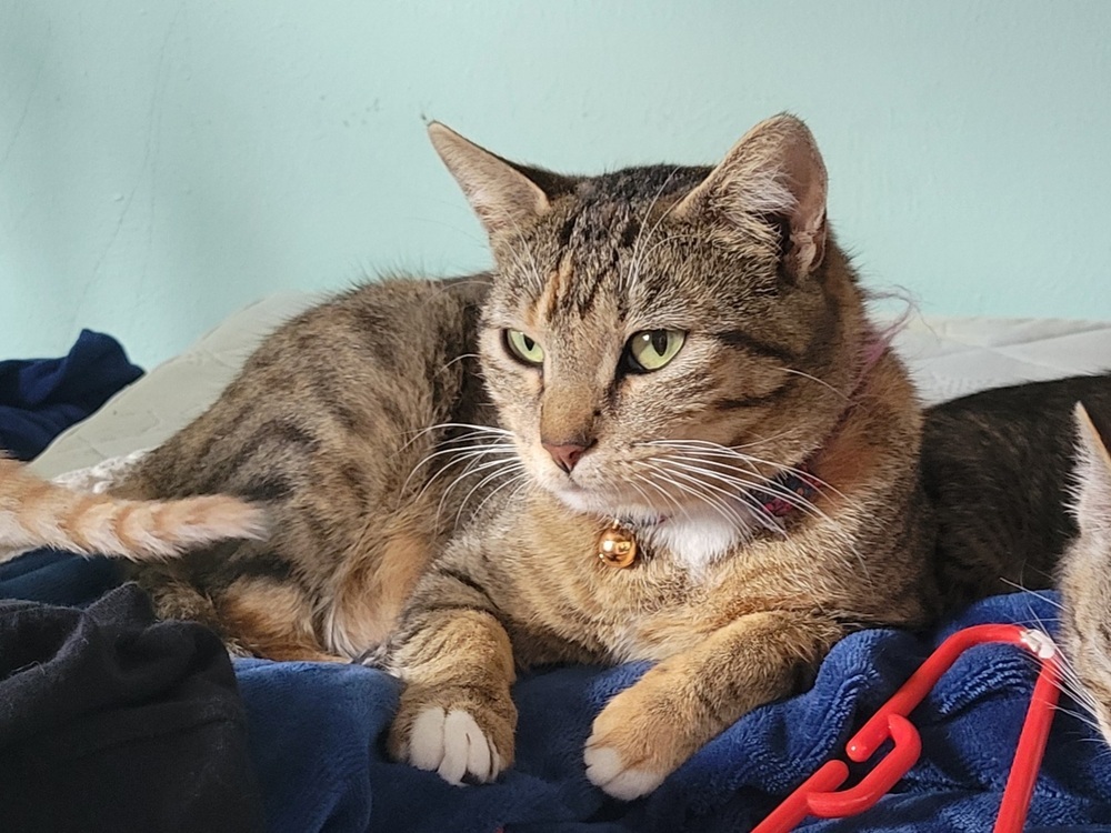 Feta, an adoptable Domestic Short Hair in Lafayette, CO, 80026 | Photo Image 5